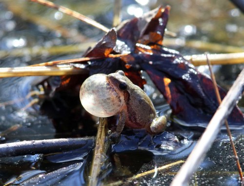 A frog with a large bubble in its throat sits on wet leaves in a pond, surrounded by water and grass.