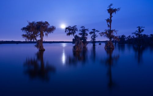 A serene twilight scene of cypress trees reflected in calm water under a glowing moon.