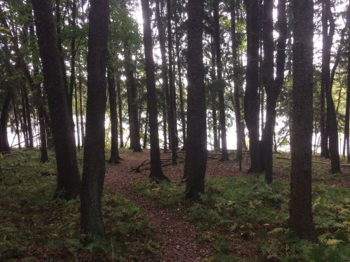 A serene forest scene with tall trees and a path leading towards a body of water in the background.