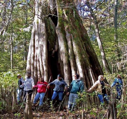 A group of people standing in a circle around a large tree in a forest, holding hands and smiling.