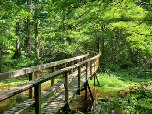 A wooden bridge winding through a lush green forest with sunlight filtering through the trees.