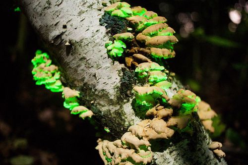 Bioluminescent mushrooms glow green on a tree trunk in a dark forest, creating a mystical atmosphere.