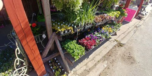 A vibrant display of potted flowers and plants arranged on shelves outside a garden shop.