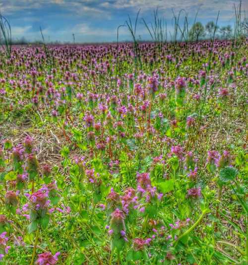 A vibrant field of purple flowers under a cloudy sky, surrounded by green grass and distant trees.