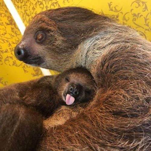 A mother sloth cuddles with her baby, who is playfully sticking out its tongue.
