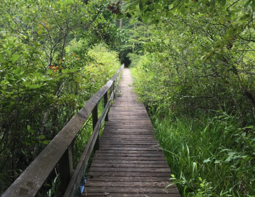 A wooden pathway through lush greenery, leading into a serene forested area.
