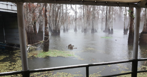 A foggy scene of flooded trees in a swamp, with water covering the ground and some greenery visible.