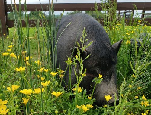 A black pig forages among vibrant yellow flowers and tall green grass in a sunny outdoor setting.