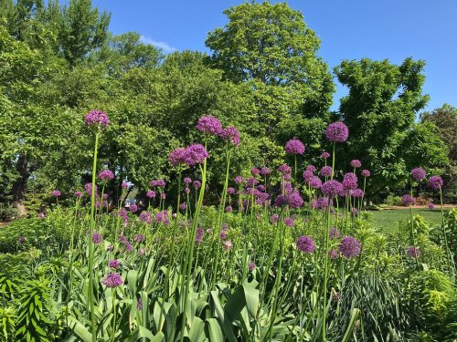 A vibrant garden filled with tall purple flowers under a clear blue sky, surrounded by lush green trees.