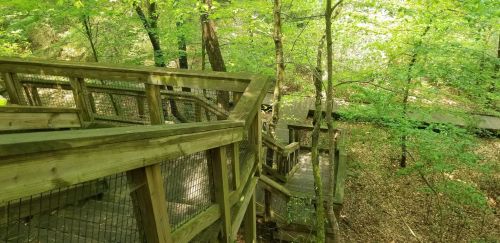 Wooden staircase winding through lush green trees in a forested area. Sunlight filters through the leaves.