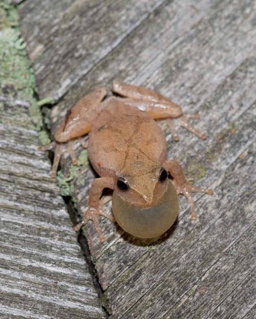 A brown frog with a bulging throat sits on a wooden surface, ready to croak.