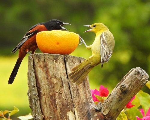 Two colorful birds, an orange and black one and a yellow one, are perched on a log sharing an orange.