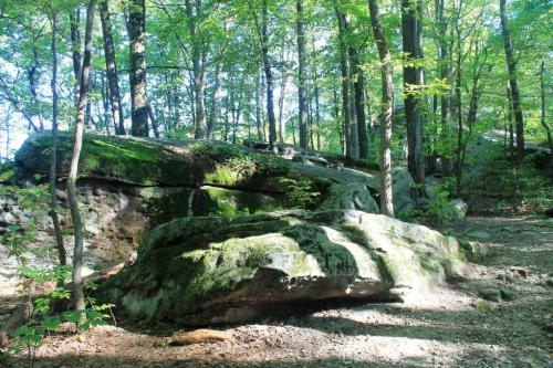 A rocky area in a lush green forest, with moss-covered boulders and dappled sunlight filtering through the trees.