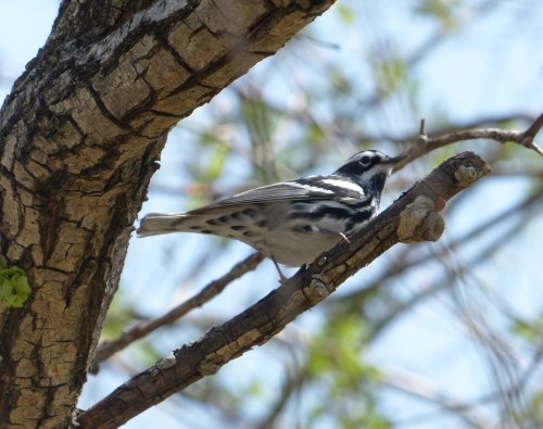 A black-and-white bird perched on a branch of a tree, surrounded by green leaves and a clear blue sky.
