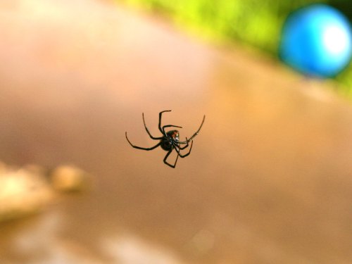 A close-up of a spider suspended in mid-air, with a blurred background featuring greenery and a blue object.