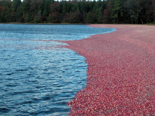 A vibrant shoreline covered in floating cranberries, contrasting with the blue water and green trees in the background.