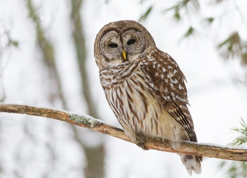 A barred owl perched on a snow-covered branch, surrounded by a wintry landscape.