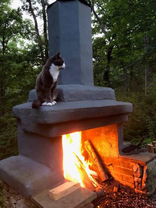 A cat sits on a stone fireplace, with a warm fire burning inside and surrounded by lush greenery.