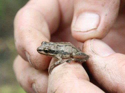 A small frog is held gently between two fingers, with dirt on the hands, showcasing its textured skin and markings.