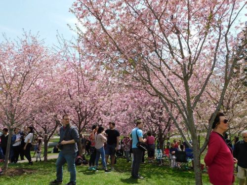 A vibrant scene of people enjoying a cherry blossom festival under blooming pink trees on a sunny day.