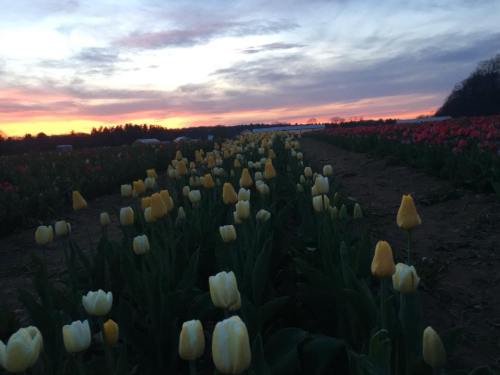A field of yellow and white tulips under a colorful sunset sky, with rows of flowers stretching into the distance.