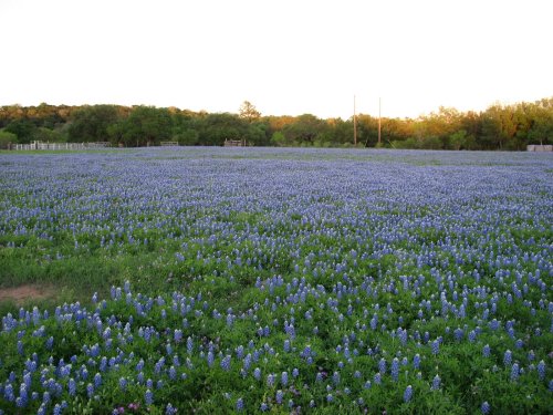 A vast field covered in vibrant bluebonnet flowers under a clear sky, with trees in the background.