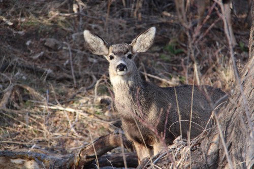 A young deer stands among trees and brush, looking curiously at the camera in a natural setting.