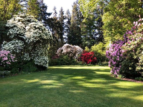 Lush garden with vibrant flowering shrubs and trees, surrounded by green grass and tall trees in the background.