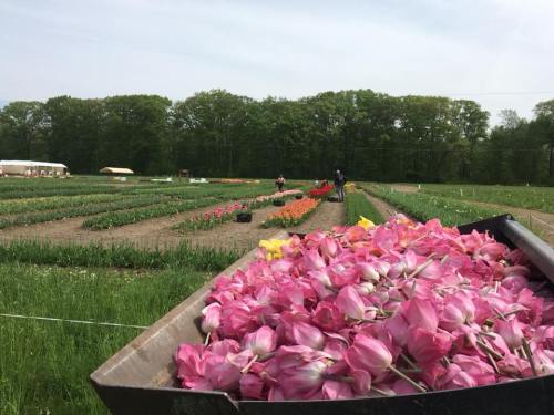 A field of colorful tulips with workers in the background, and a cart filled with pink tulips in the foreground.