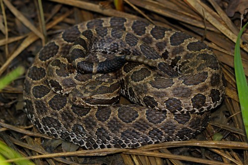 A coiled snake with a patterned brown and black body resting on dry grass and leaves.