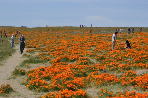 A vibrant field of orange poppies with people walking and enjoying the scenery on a sunny day.
