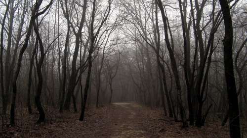A misty forest path lined with bare trees, creating a mysterious and tranquil atmosphere.
