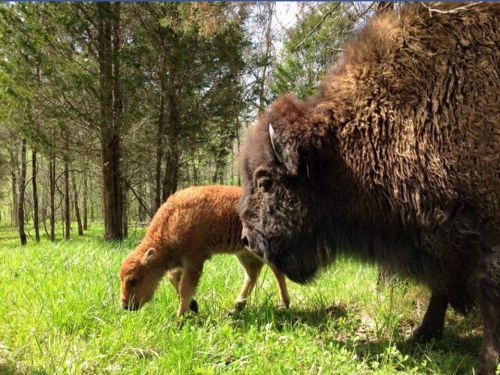 A bison and its calf grazing in a green forested area.