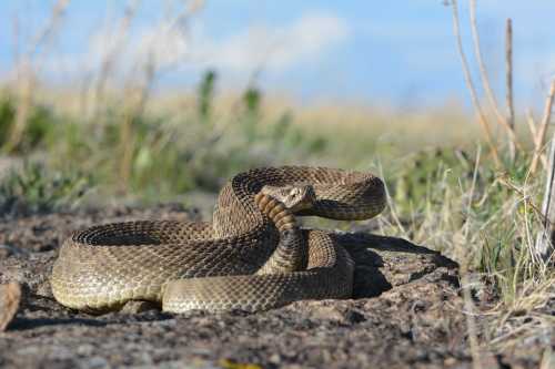 A coiled snake resting on rocky ground, surrounded by grass and a blue sky in the background.