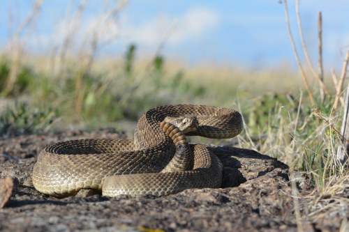 A coiled snake resting on rocky ground, surrounded by grass and a blue sky in the background.