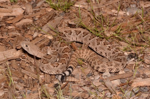 A coiled snake with a patterned brown and tan body resting on a bed of mulch and grass.