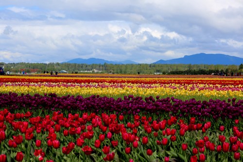 A vibrant field of tulips in red, purple, and yellow, with mountains and a cloudy sky in the background.