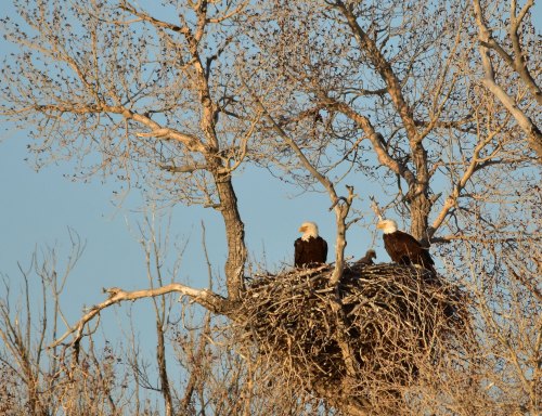 Two bald eagles perched on a large nest in a tree, surrounded by bare branches against a clear blue sky.