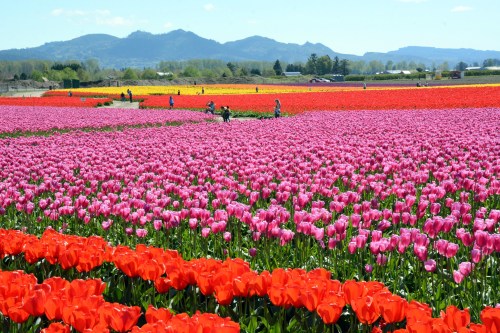 A vibrant field of tulips in red, pink, and yellow, with mountains in the background and people tending to the flowers.