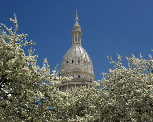 The dome of a state capitol building peeks through blooming white flowers against a clear blue sky.