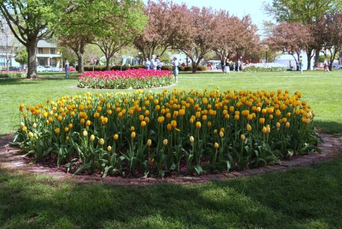 A vibrant garden featuring a circular bed of yellow tulips surrounded by lush green grass and blooming trees.