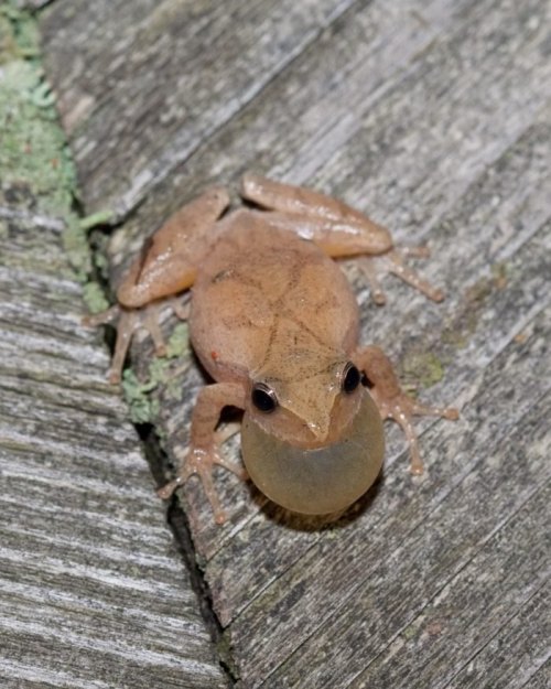 A small brown frog with a bulging throat sits on a wooden surface, blending with the natural surroundings.