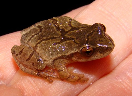 A small brown frog with a textured skin pattern sitting on a person's hand.