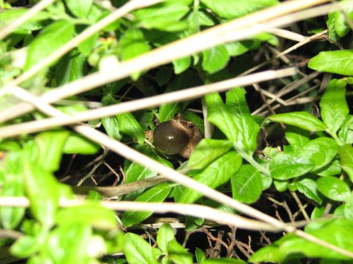 A small brown frog partially hidden among green leaves and twigs in a natural setting.