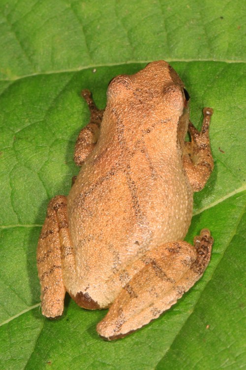 A small brown frog resting on a green leaf, showcasing its textured skin and natural camouflage.