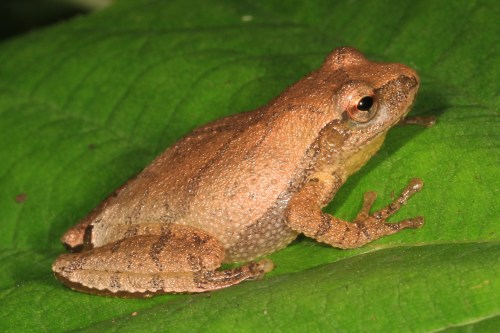 A small brown frog perched on a green leaf, showcasing its textured skin and distinctive eye.