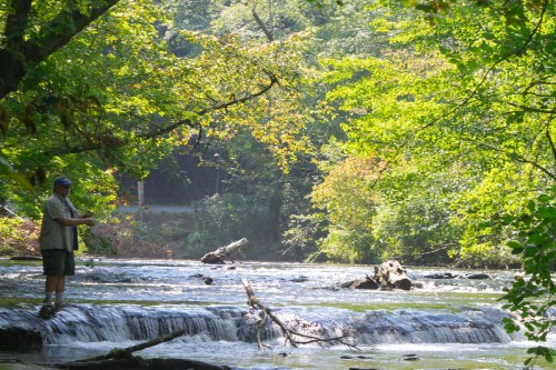 A person stands by a serene stream, surrounded by lush green trees and sunlight filtering through the leaves.