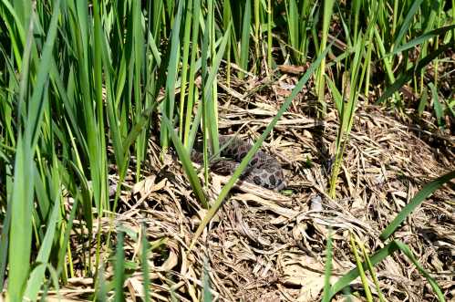 A camouflaged snake resting among tall green grass and dry leaves.