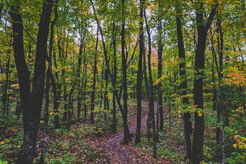 A winding path through a vibrant forest with green and autumn-colored leaves on the trees.