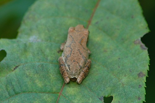 A small brown frog camouflaged on a green leaf, blending seamlessly with its surroundings.